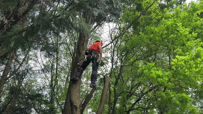 Best Tree Removal Services  in Tyrone, GA